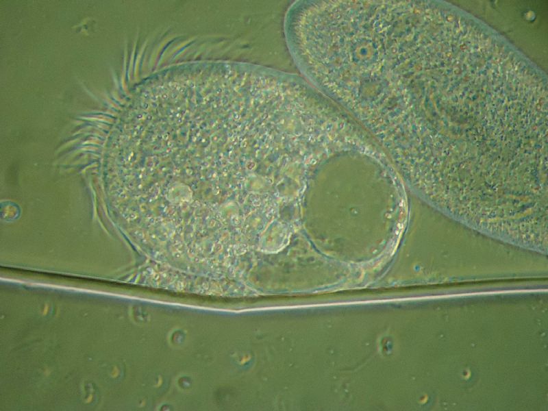 lotta all''ultima goccia.